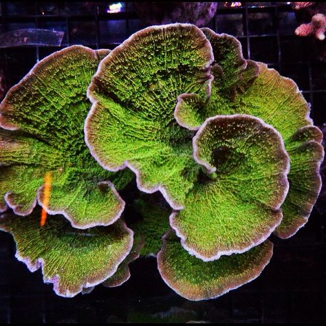 Montipora coral Montipora Coral, Lettuce Coral, Coral Pictures, Coral Reef Art, Hard Coral, Ocean Plants, Marine Tank, Cnidaria, Aquarium Terrarium