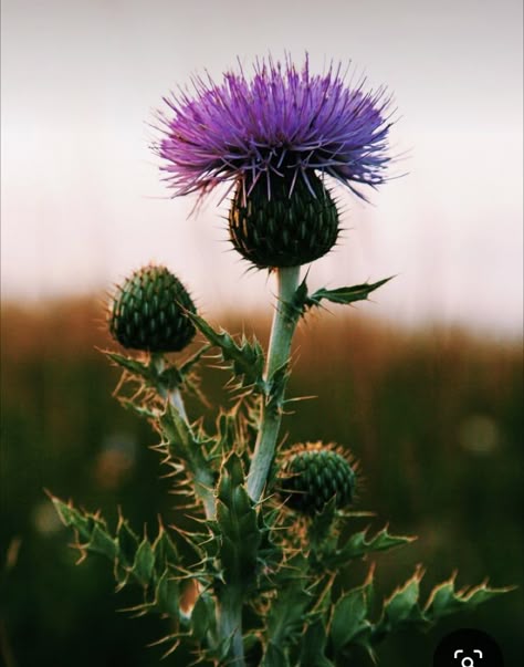 Scottish Thistle Photography, Milk Thistle Plant, Milk Thistle Tattoo, Plant Reference Photos, Thistle Aesthetic, Russian Thistle, Thistle Flower Arrangement, Irish Thistle, Texas Thistle