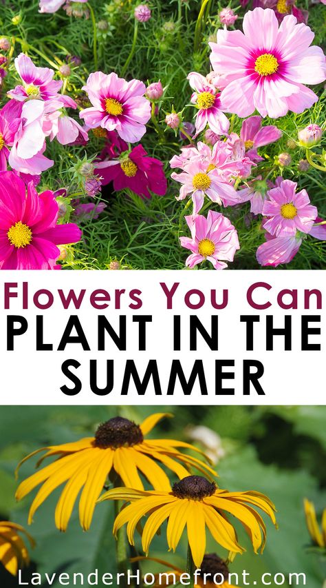 Check out this great guide to flowers you can plant in the summer that will bloom through fall. It's not too late to have a beautiful and vibrant summer flower garden Partial Sun Flowers, Fall Gardening Ideas, Fall Garden Ideas, Fall Garden Planting, Fall Blooming Flowers, Summer Planting, Summer Blooming Flowers, Fall Flowers Garden, Flowers To Plant