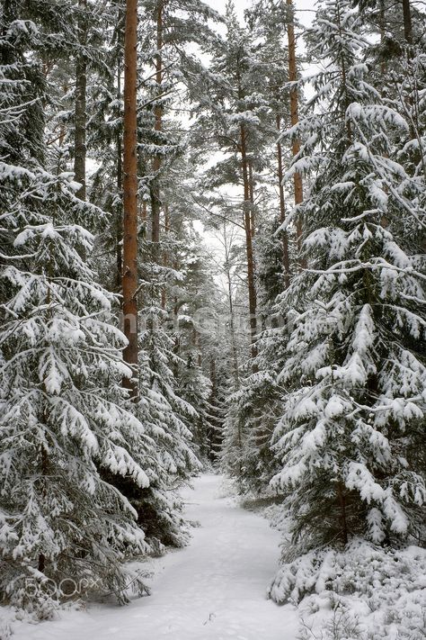 Meena's Tirith Winter Wood, Winter Love, Winter Magic, Winter Wallpaper, Winter Scenery, Winter Beauty, Winter Forest, Winter Pictures, Winter Wonder