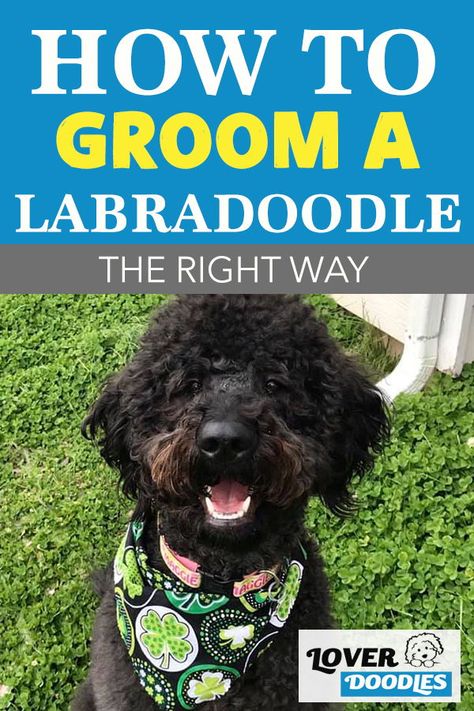 Have you decided to groom your labradoodle at home? Here are some helpful tips to keep your doodle calm and give them the best haircut! #DoodleGrooming #DogGroomingTips #DIYDogGrooming How To Groom A Labradoodle At Home, Labradoodle Grooming Haircuts, Labradoodle Hair, Australian Labradoodle Grooming, Labradoodle Haircut, White Labradoodle, Labradoodle Grooming, Dog Grooming Diy, Face Trimmer