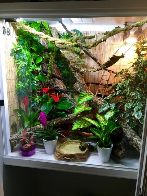 Chameleon Cage Ideas, Chameleon Terrarium, Crested Gecko Habitat, Chameleon Enclosure, Lizard Cage, Chameleon Cage, Gecko Habitat, Frog Terrarium, Gecko Terrarium