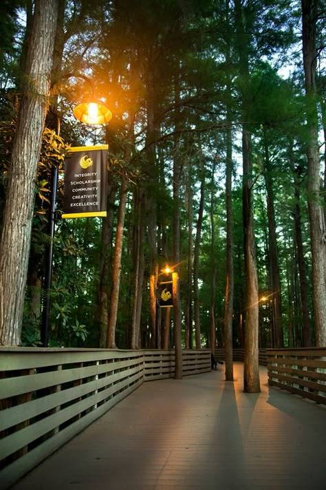 Walkway to Student Union Ucf Campus Aesthetic, Ucf Aesthetic, Ucf Campus, Ucf Graduation, Campus Aesthetic, College Vision Board, Vision Board Examples, Colleges In Florida, Style College