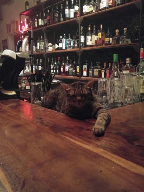 Best bartender in the world - 9GAG Bar Tender Aesthetic, Bartending Aesthetic, Bistro Huddy, Values Study, Bartender Aesthetic, Bar Reference, Chill Bar, Bar Tender, Cat Bar