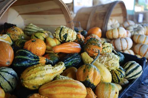 How to Harvest and Dry Ornamental Gourds How To Dry Gourds, Gourds Diy, Dried Gourds, Fried Mushrooms, Gourds Birdhouse, Decorative Gourds, Newspaper Basket, Dried Vegetables, Gourds Crafts