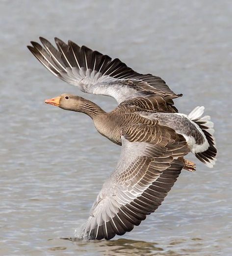 Aquatic Birds, Male Portrait Poses, Bird Watcher, Flying Geese, Bird Sculpture, Bird Photo, Male Portrait, Animals Of The World, Bird Photography