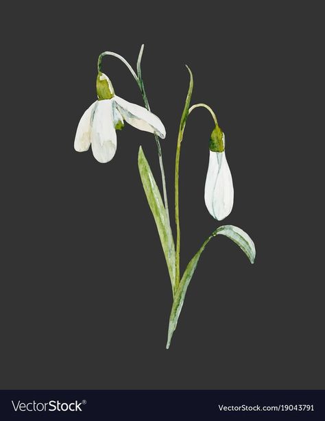 Snowdrop painting #snowdrop Biodynamic Calendar, Snow Drop Flower, Snow Drops Flowers, Tattoo Friends, Snowdrop Flower, Snow Drop, Bouquet Tattoo, Flower Line Drawings, Wreath Drawing