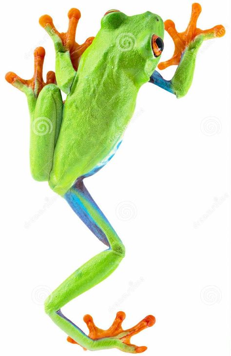 Tree Frog Art, Rainforest Frog, Red Eyed Frog, Tree Frog Tattoos, Costa Rica Art, Green Tree Frog, Tattoo Animal, Red Eyed Tree Frog, Frog Illustration