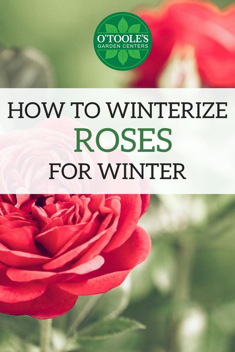 Now that autumn has arrived, it’s time to start getting your roses ready for their long winter’s nap. With a little bit of planning and prep, you can make sure your roses wake up healthy and refreshed in the spring. Click to learn how to winterize your roses in four easy steps! #Gardening #GardeningTip #GardeningTips #Roses #Rose #RoseGardening Rose Pruning Winter, Winterize Rose Bush, How To Winterize Rose Bushes, How To Trim Rose Bushes For Winter, Winterize Outdoor Plants, Protecting Roses In Winter, Pruning Roses For Winter, How To Prune Roses For Winter, Trimming Roses For Winter