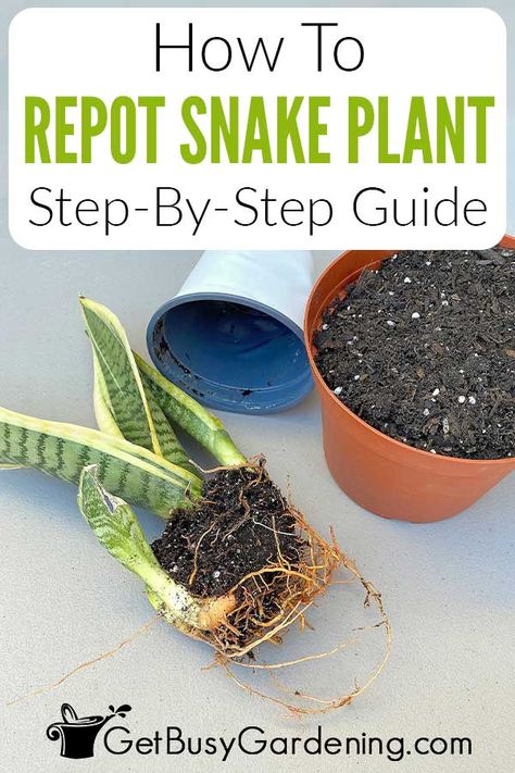 Repot Snake Plant, Mother In Law Plant, Snake Plant Indoor, Snake Plant Propagation, Repotting Plants, Snake Plant Care, Mother In Law Tongue, Snake Plants, Household Plants