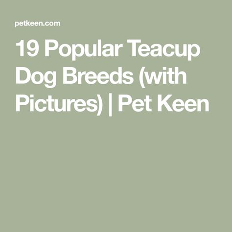 19 Popular Teacup Dog Breeds (with Pictures) | Pet Keen Teacup Dog Breeds, Teacup Pug, Teacup Breeds, Rare Dogs, Tea Cup Poodle, Hypoallergenic Dogs, Tea Cup Dogs, Mini Dogs, Miniature Poodle