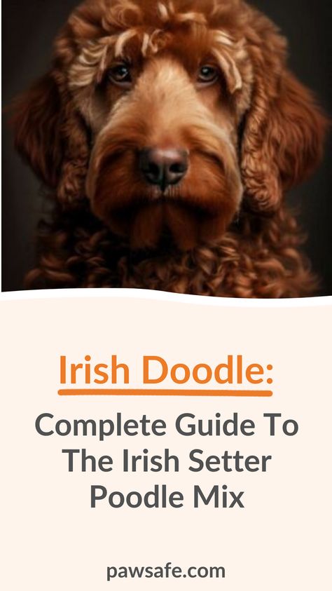 Irish Setter Doodle, Irish Doodle Full Grown, Irish Doodle Haircut Styles, Mini Irish Doodle, Mixed Dogs, Irish Doodle, New Puppy Checklist, Puppy Checklist, Poodle Mix Dogs