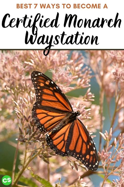 Monarch Waystation Garden, Monarch Garden Design, Monarch Waystation Design, Monarch Butterfly Meaning, Monarch Waystation, Monarch Butterfly Habitat, Monarch Garden, Butterfly Board, Raising Monarch Butterflies