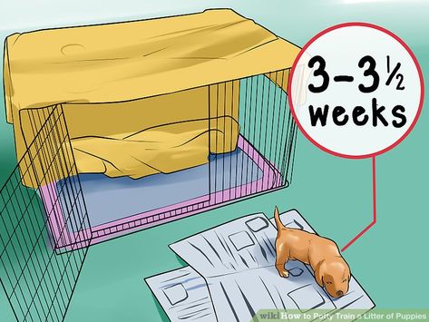 How to Potty Train a Litter of Puppies: 11 Steps (with Pictures) Newborn Puppy Care, Havanese Poodle, Poodle Puppy Training, Dog Breeding Kennels, Dog Whelping Box, Dog Breeding Business, Whelping Puppies, Custom Dog Kennel, Foster Puppies