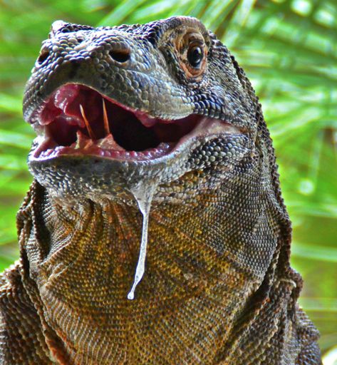 Dragon Facts, Komodo Dragons, Lizard Species, Large Lizards, Animal Aesthetic, Tattoo Nature, Giant Animals, Monitor Lizard, Komodo Dragon