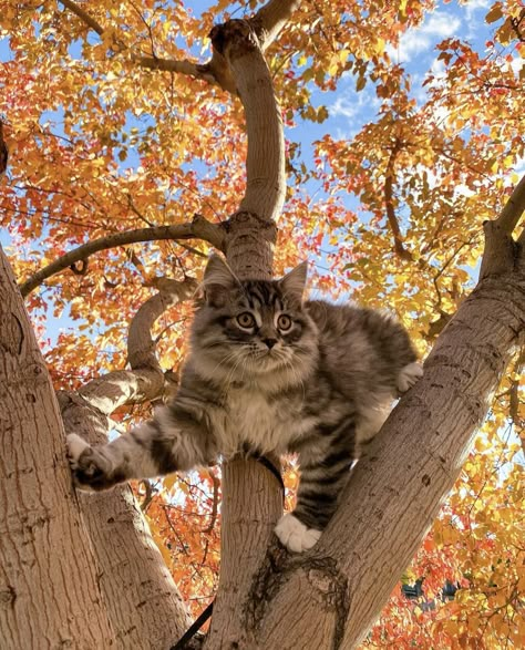 Fall Cat Wallpaper, Cat Fall Wallpaper, Fall Cats Wallpaper, Autumn Cat Wallpaper, Birds In Autumn, Cat Fall Aesthetic, Autumn Cat Aesthetic, Cats In Autumn, Autumn Cats