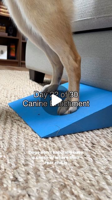 Leah 🌼 Canine Enrichment & Training on Instagram: "🍑🍑🍑" Puppy Enrichment Ideas, Puppy Enrichment, Dog Enrichment Ideas, Canine Enrichment, Dog Enrichment, June 22, Puppies, Train, Dogs