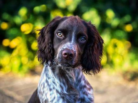 F1 Sprocker spaniel puppies | Doncaster, South Yorkshire | Pets4Homes Sprocker Spaniel Puppies, Sprocker Spaniel, Dog Crossbreeds, Pedigree Dog, Spaniel Breeds, Hybrid Dogs, Popular Dog Breeds, Pet Advice, Most Popular Dog Breeds