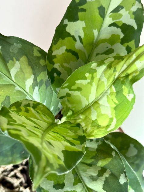 Pictum Tricolor, Green It, Indoor Jungle, Different Shades Of Green, Plant Mom, House Plant, Plant Life, Tri Color, Shades Of Green