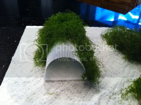 Fish Tank Cave Ideas Diy, Diy Fish Tank Tunnel, Aquarium Caves Diy, Diy Paludarium, Aquariums Ideas, Aquarium Scape, Diy Aquarium Decor, Kissing Gourami, Aquarium Diy