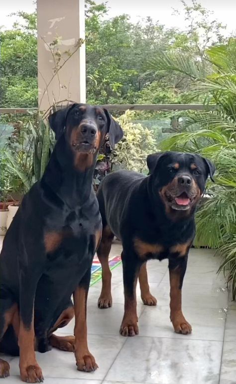 Rottweiler And Doberman, Doberman Mix, Big Dog Breeds, Rottweiler Mix, Me And My Dog, Military Dogs, Rottweiler Puppies, Rottweiler Dog, Like Animals