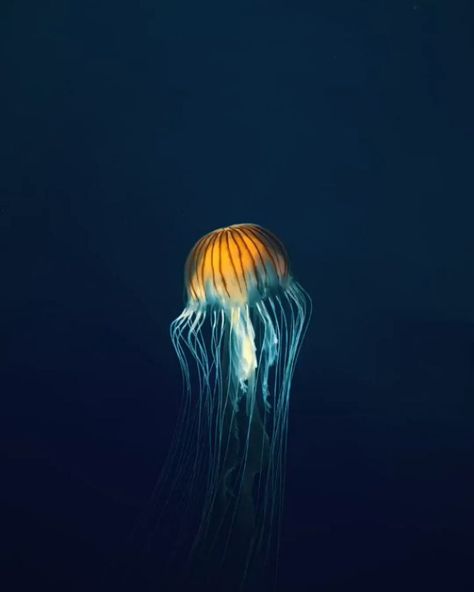 #marinelife on Instagram | Hashtags Pacific Sea Nettle, Metdaan Makeup, Colorful Jellyfish, Wild Animals Pictures, Deep Sea Creatures, Beautiful Sea Creatures, Surface Water, Underwater Life, Beautiful Fish