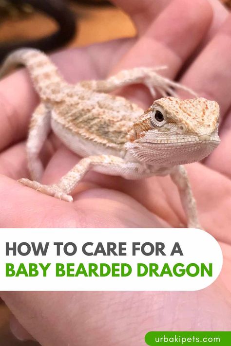 Bearded Dragon For Beginners, Diy Bearded Dragon Cage, Bearded Dragon Care Sheet, Bearded Dragon Enclosure, Bearded Dragon Terrarium, Bearded Dragon Cage, Bearded Dragon Food, Bearded Dragon Habitat, Baby Bearded Dragon