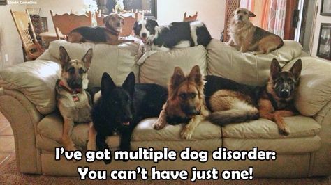 Do you have multiple dog disorder? #dogs All Types Of Dogs, Multiple Dogs, German Shepards, Lord God, Funny Dog Pictures, Bully Breeds, Animal Pics, Doberman Pinscher, Cute Animal Pictures