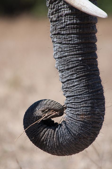 ˚Elephant Trunk Sandman Mask, African Forest Elephant, African Bush Elephant, Chobe National Park, Keystone Species, Elephant Quilt, Elephant Trunk, Save The Elephants, Asian Elephant