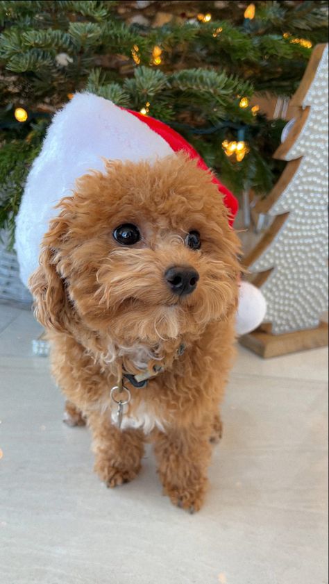 Christmas Doggies, Christmas Poodle, Poodle Christmas, Christmas Goldendoodle, Christmas Aesthetic Puppy, Brown Toy Poodle Aesthetic, Cute Fluffy Puppies, Preppy Dog, Very Cute Puppies