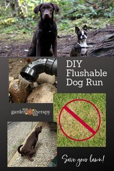 Build a DIY Flushable Dog Run and Save Your Lawn! Diy Dog Run, Backyard Dog Area, Dog Potty Area, Building A Dog Kennel, Dog Friendly Backyard, Dog Backyard, Dog Run, Dog Toilet, Dog Yard