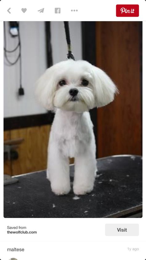 Adorable Maltese Dog Haircuts Maltese, Maltese Dog Haircut, Short Maltese Haircut, Maltese Grooming Styles, Havapoo Haircuts, Grooming Maltese, Cotton De Tulear, Maltese Grooming, Maltese Dogs Haircuts