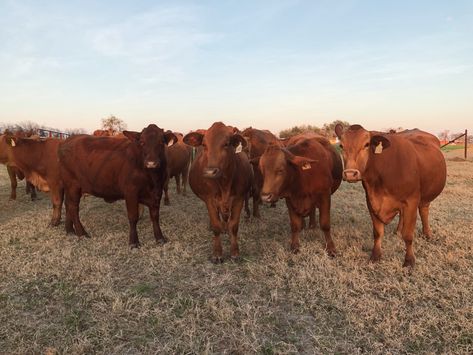 Katherine Center, Book Journaling, Ranch Farmhouse, Texas Farm, Book Vibes, Cowboy Aesthetic, Texas Ranch, Book Aesthetics, Ranch Life