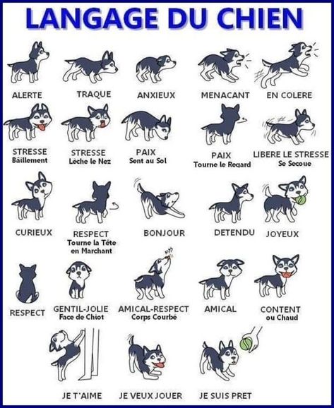 Le langage canin bientôt traduit en anglais | Laconnectrice's Weblog Dog Commands Training, Dog Commands, Dog Whisperer, Super Cute Puppies, Language And Literature, Dog Trainer, Cavalier King Charles, Baby Dogs, Jack Russell