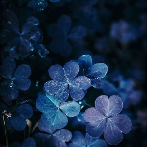 Blue Aesthetic Hydrangea, Defy The Night Aesthetic, Dark Blue Nature Aesthetic, Blue Hydrangea Aesthetic, Dusty Blue Aesthetic, Daze Core, Hydrangeas Aesthetic, Mercy Aesthetic, Dark Hydrangea