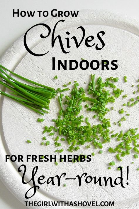 Chive Plant, Grow Chives, Hanging Herb Gardens, Vertical Herb Gardens, Growing Chives, Chives Plant, Growing Herbs Indoors, Indoor Vegetables, Hanging Herbs