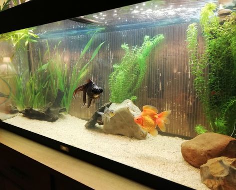 Natural Goldfish Tank, Fancy Goldfish Tank Ideas, Fancy Goldfish Tank, Black Moor Goldfish, Tank Terrarium, Goldfish Aquarium, Fancy Goldfish, Aquarium Set, Goldfish Tank