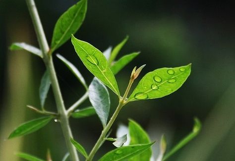 The healing benefits of Henna — The Lotus Room Ayurveda Nashville What Is Henna, Non Permanent Tattoo, Henna Leaves, Henna Plant, African Plants, Henna Hair, Dyed Natural Hair, Evergreen Plants, Small Trees