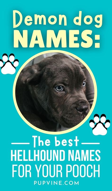 Demon Dog names – A list of the best spooky, dark, and badass names for your own personal Hellhound from mythology and folklore. Scary Dog Names Male, Scary Names For Dogs, Goth Dog Names, Scary Dog Names, Witchy Names, Scary Names, Badass Names, Boy Dog Names, Teaching Creative Writing