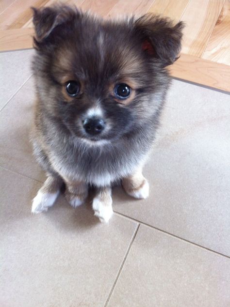 Pomchi puppy. Pomchi Dogs, Pomchi Puppies, Pomeranian Chihuahua Mix, Pomeranian Chihuahua, Pomeranian Mix, Melting Moments, Adorable Dogs, Blue Merle, Pomeranian Dog