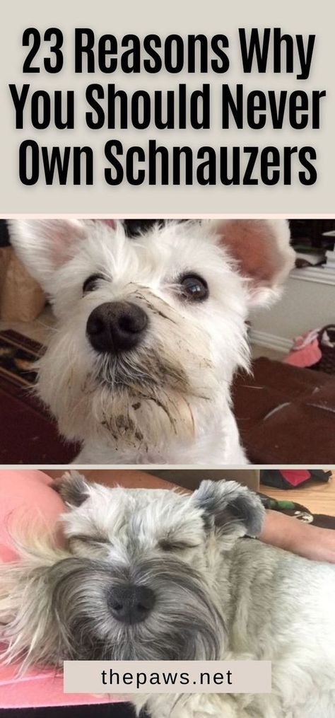 Grooming A Miniature Schnauzer, Grooming A Schnauzer, Schnauzer Face Grooming, Miniature Schnauzer Dogs, Mini Schnauzer Haircut, Mini Schnauzer Grooming Haircuts, Miniature Schnauzer Drawing, Schnauzers Miniature, White Mini Schnauzer