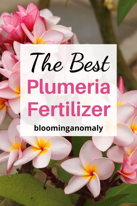 Plumeria Fertilizer Frequently Asked Questions - Blooming Anomaly Plumeria Fertilizer Diy, Plumeria Plant Care, Plumeria Tree Landscape, Plumeria Indoor, Indoor Plumeria, Dividing Plants, Plumeria Care, Plant Knowledge, Gardening Knowledge