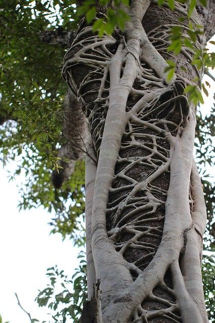 Strangler Fig, Cool Trees, Weird Trees, Amazing Trees, Twisted Tree, Tree Tree, Beautiful Trees, Old Trees, Art Tree