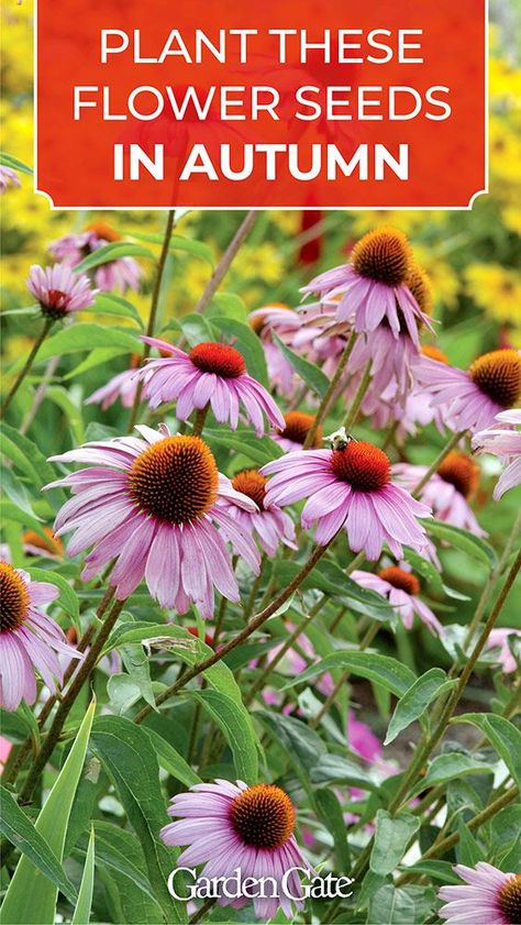 Fall Planting Perennials, Planting Flowers From Seeds, Plant In Fall, Fall Flowers Garden, Fall Garden Vegetables, Cut Flower Garden, Late Fall, Garden Yard Ideas, Fall Plants