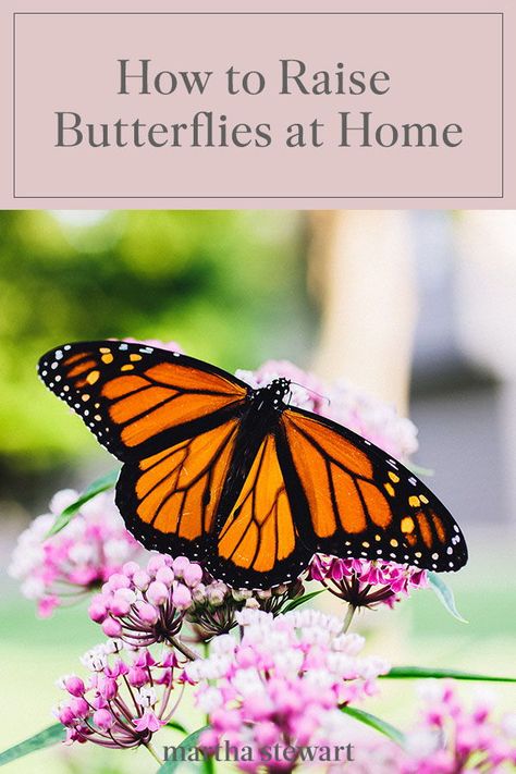 You don't have to sit around and wait for these friendly pollinators to come to you; you can actually raise butterflies at home. Follow these gardening tips to help you raise and bring butterflies into your garden this spring and summer. #gardening #gardenideas #garden #flowergarden #growingflowers #marthastewart How To Raise Butterflies, Raising Butterflies At Home, Raise Butterflies, Grow Butterflies, Raising Butterflies, Mallow Plant, Flying Animals, Kindergarten Craft Activities, Summer Gardening