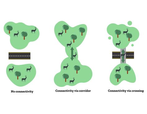 Corridors vs. Crossings: What's the Difference? - Center for Large Landscape Conservation Movement Of Animals, Ecology Projects, Inherited Traits, Learned Behaviors, Cross Roads, Landscape Features, The Landscape, Ecology, Habitat