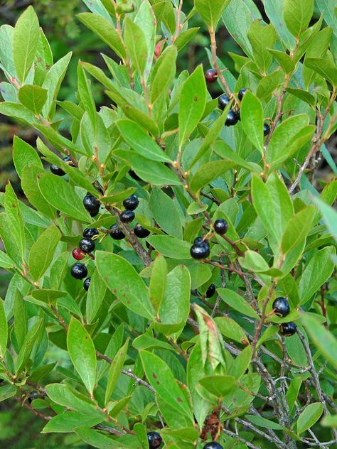 Black Huckleberry (Gaylussacia baccata) Black Huckleberry, Habitat Garden, Eastern Canada, East Hampton, Plant Species, Yard Ideas, Herb Garden, Native Plants, Cape Cod