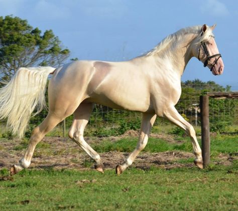 Cremello Horse, Throughbred Horses, Horse Trotting, Warmblood Stallion, Kathiyawadi Horse, Rare Horse Breeds, Morgan Horses, Lusitano Horse, Warmblood Horses