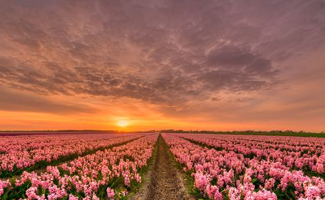 Netherlands Nature Pink color Sky Fields Flowers Sunrises and sunsets Hyacinths Mac Photos, Wallpaper Edgy, Nature Desktop Wallpaper, Flower Desktop Wallpaper, Spring Desktop Wallpaper, Frühling Wallpaper, Pink Wallpaper Laptop, Macbook Air Wallpaper, Sunrise Wallpaper