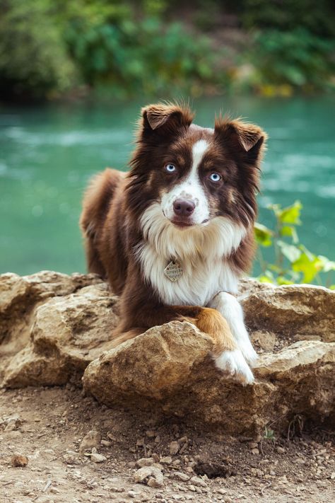 Australia Shepherd, Mini Australian Shepherd, Miniature Australian Shepherd, American Shepherd, Mini Aussie, Australian Shepherd Dogs, Types Of Dogs, Pretty Dogs, Dog Photography